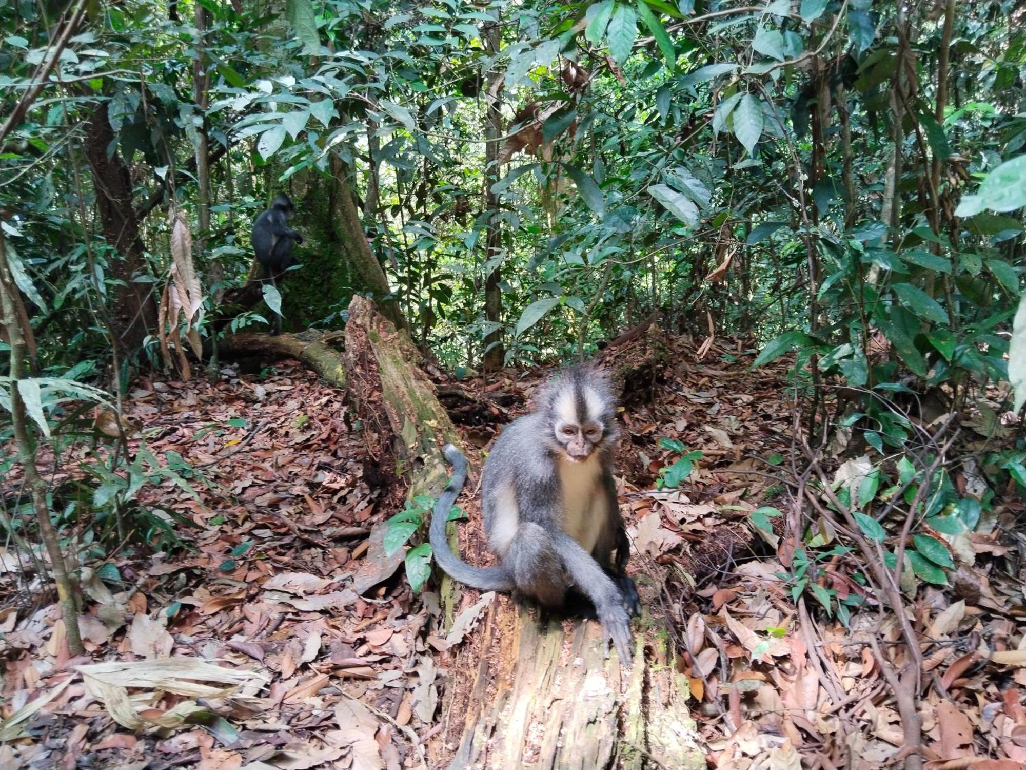 Jhony'S Backpacker-Guest House Only Stay Here Book Treking With Us Bukit Lawang Exteriör bild