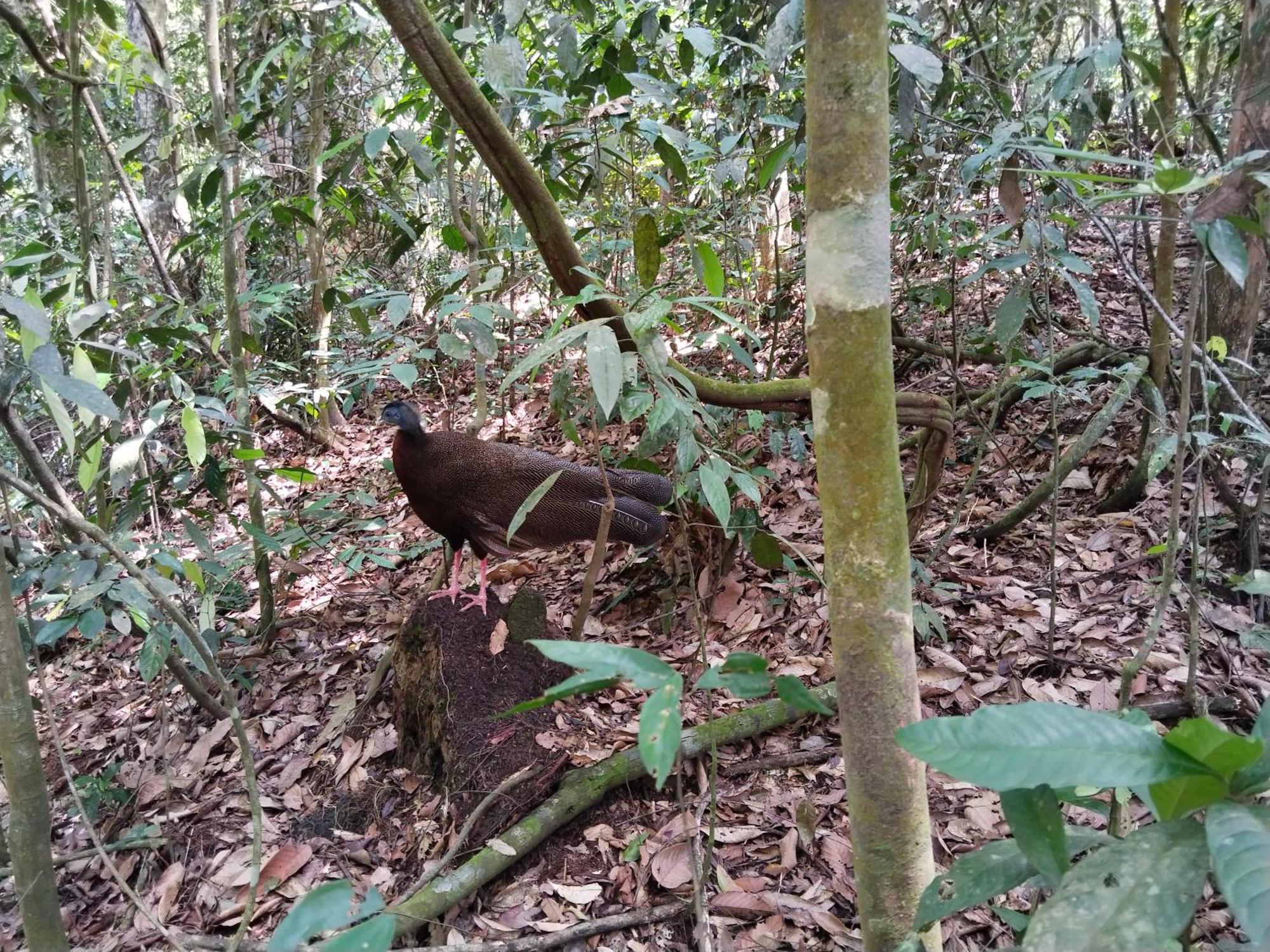 Jhony'S Backpacker-Guest House Only Stay Here Book Treking With Us Bukit Lawang Exteriör bild